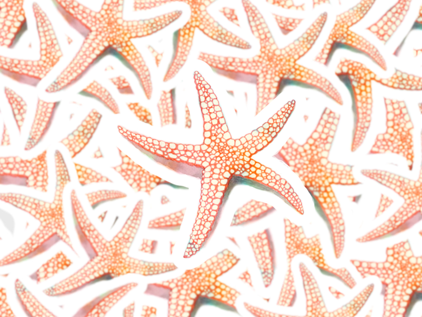 Starfish Stickers - Aquamarine Design - Artistic Gifts for Women - Art by Artist Tania Herrera from Aquamarine Design Studio